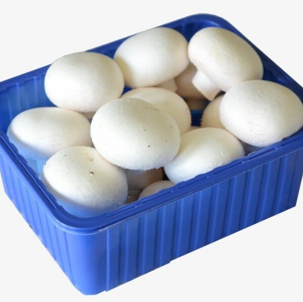 Šampiňóny balené/PL