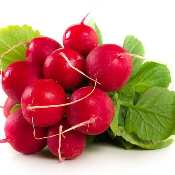 Reďkovka červená zv./Faraon/I./DE