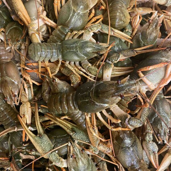 Live Crayfish (Astacus Leptodactylus)