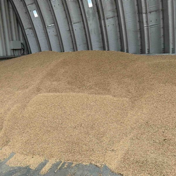 Jačmeň  - zrno krmivo