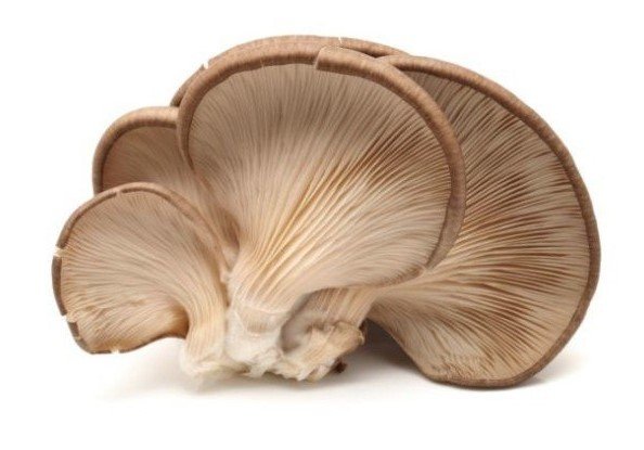 Hliva ustricová voľná/I./CZ