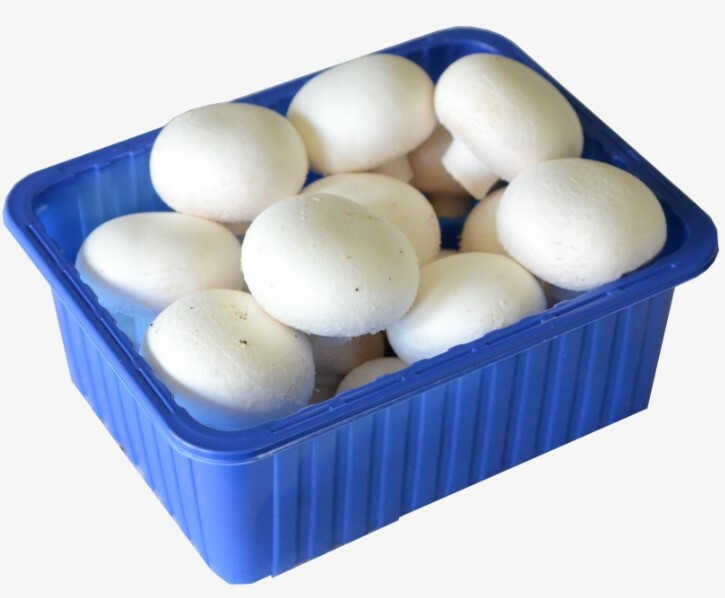 Šampiňóny bal.500g CZ-PL
