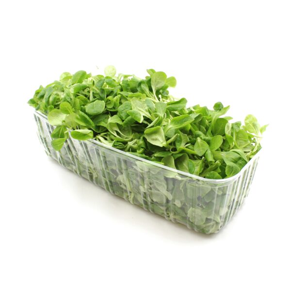Šalát poľný 125g bal./I.tr./IT